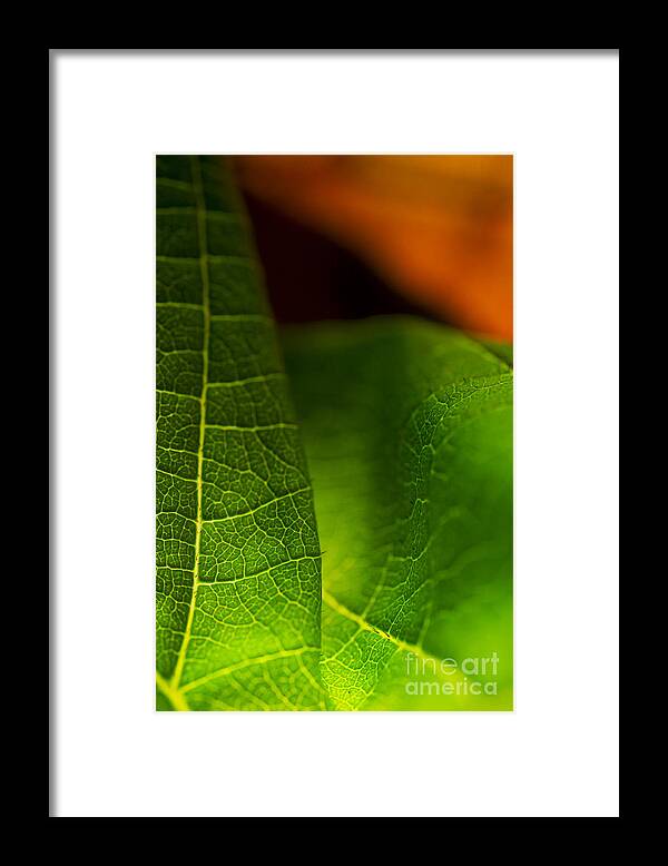 Macro Framed Print featuring the photograph C Ribet Orbscape Leaf Union by C Ribet