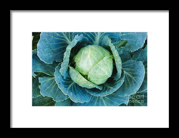 Cabbage Framed Print featuring the photograph Cabbage Painterly by Andee Design