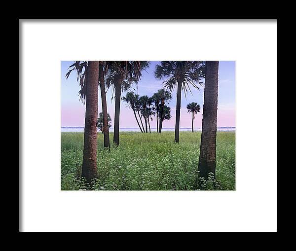 Feb0514 Framed Print featuring the photograph Cabbage Palm Meadow Florida by Tim Fitzharris