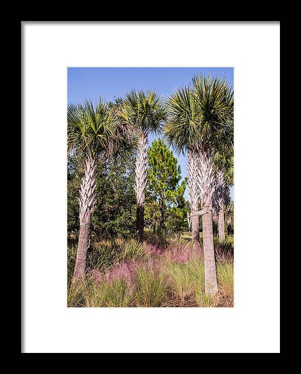 Palms Framed Print featuring the photograph Cabbage palm by Zina Stromberg