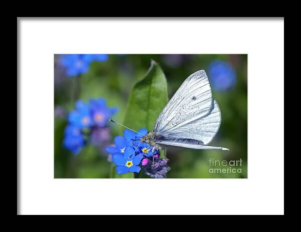 Cabbage White Butterfly Framed Print featuring the photograph Cabbage White Butterfly on Forget-Me-Not by Sharon Talson