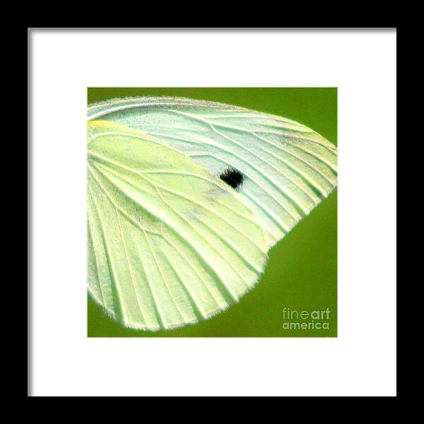 Butterfly Framed Print featuring the photograph Cabbage White Butterfly Wing Square by Karen Adams