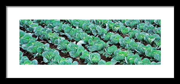 Photography Framed Print featuring the photograph Cabbage, Yamhill Co, Oregon, Usa by Panoramic Images