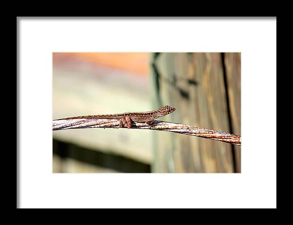 Nature Framed Print featuring the photograph Cable Wire Bridge by Cyril Maza