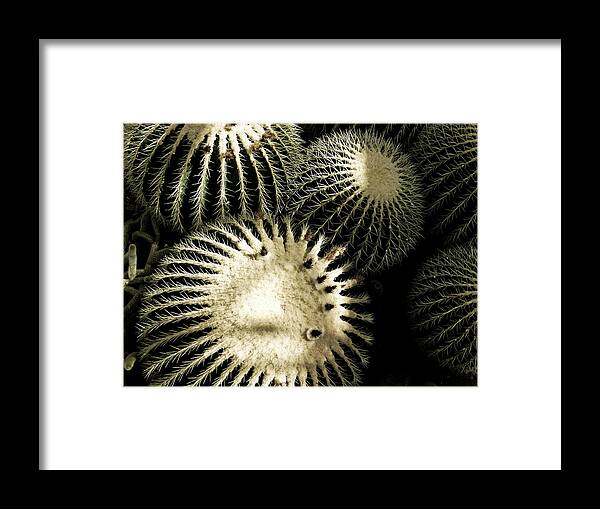 Cacti Framed Print featuring the photograph Cacti by Dean Ginther