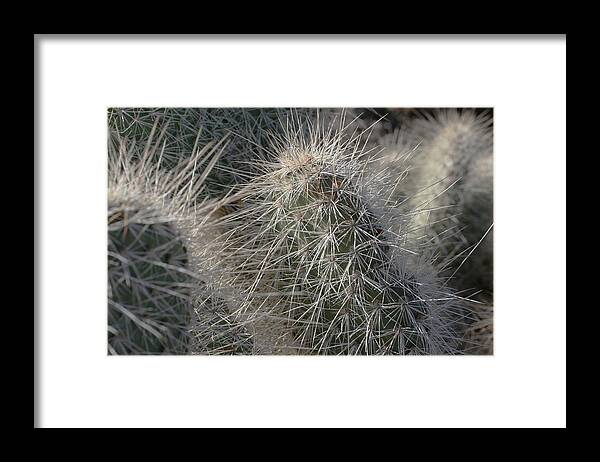  Framed Print featuring the photograph Cactus 12 by Cheryl Boyer