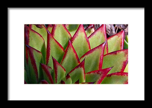  Framed Print featuring the photograph Cactus 3 by Cheryl Boyer