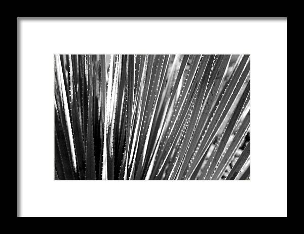  Framed Print featuring the photograph Cactus 7 by Cheryl Boyer