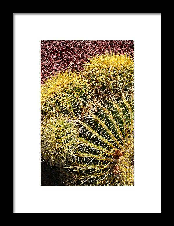  Framed Print featuring the photograph Cactus 9 by Cheryl Boyer