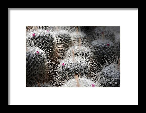 Cactus Framed Print featuring the photograph Cactus Bloom by Sarah Schroder
