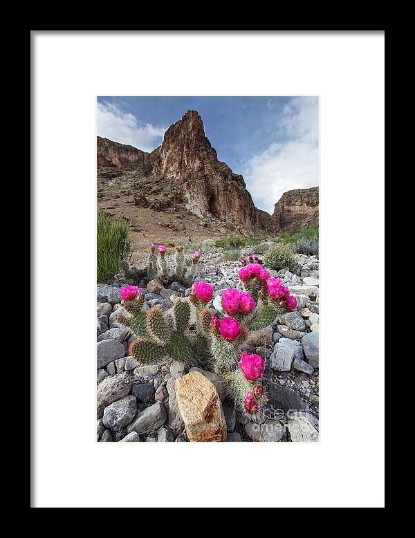 Flowers Framed Print featuring the photograph Cactus Blooms by Bill Singleton