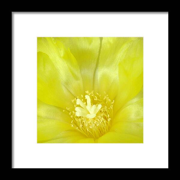 Cactus Bloom Framed Print featuring the photograph Cactus Dance II by Bill Morgenstern