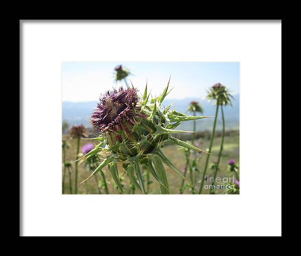 Flower Framed Print featuring the photograph Cactus flower by Chani Demuijlder
