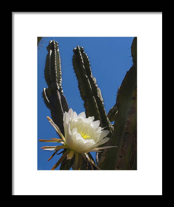 Cactus Framed Print featuring the photograph Cactus Flower by Derek Dean