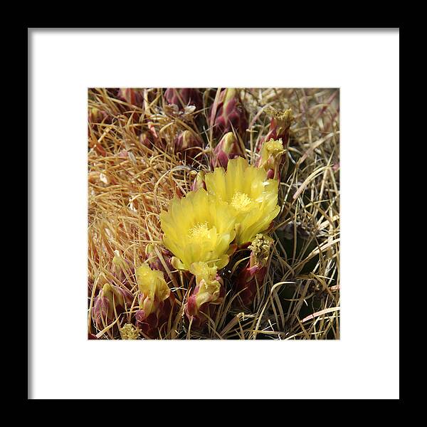 Cactus Framed Print featuring the photograph Cactus Flower in Bloom by Mike McGlothlen