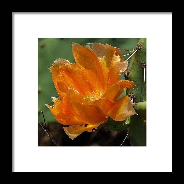 Cactus Framed Print featuring the photograph Cactus Flower in Orange by Toma Caul