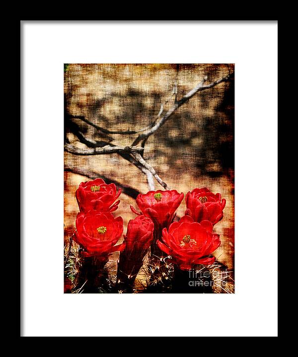 Cactus Framed Print featuring the photograph Cactus Flowers 2 by Julie Lueders 