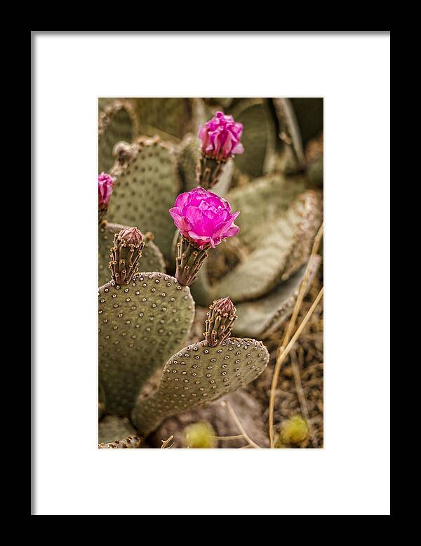 Cactus Framed Print featuring the photograph Cactus Flowers by Heather Applegate