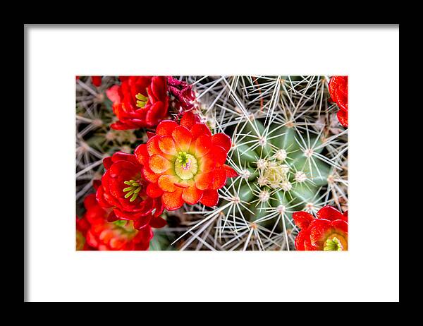 Barrel Framed Print featuring the photograph Cactus in Bloom by Teri Virbickis