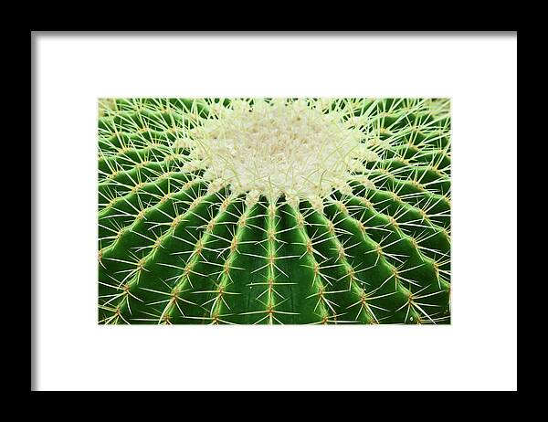 Sharp Framed Print featuring the photograph Cactus by Ithinksky