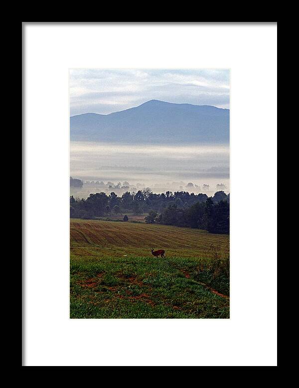Deer Framed Print featuring the photograph Cades Cove - Misty Morning by George Bostian