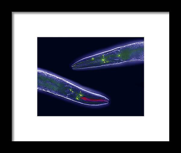 Caenorhabditis Elegans Framed Print featuring the photograph Caenorhabditis Elegans by Heiti Paves/science Photo Library