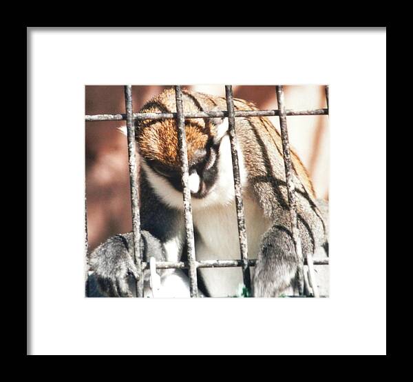 Caged Monkey With His Head Bent Down In Prayer ...holding On To The Bars Framed Print featuring the photograph Caged but Strong by Belinda Lee