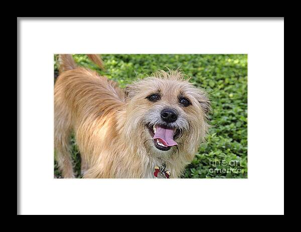 Cairn Framed Print featuring the photograph Cairn Terrier by Andres LaBrada