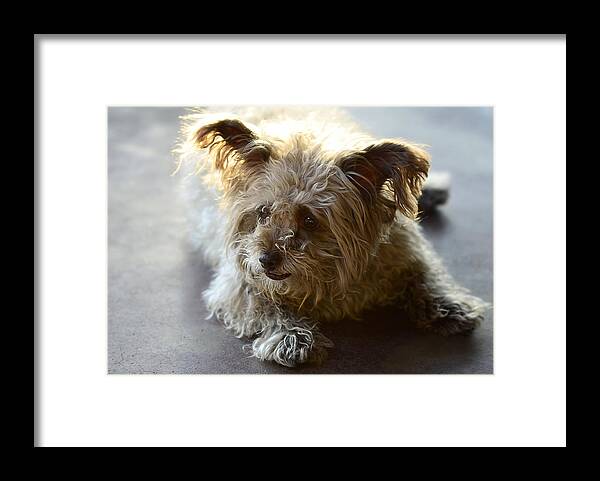 Cairn Terrier Framed Print featuring the photograph Cairn Terrier by Saija Lehtonen