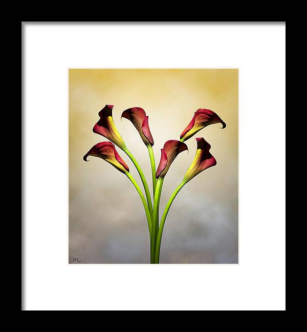 Cala Lily Framed Print featuring the photograph Cala Lily 5 by Mark Ashkenazi