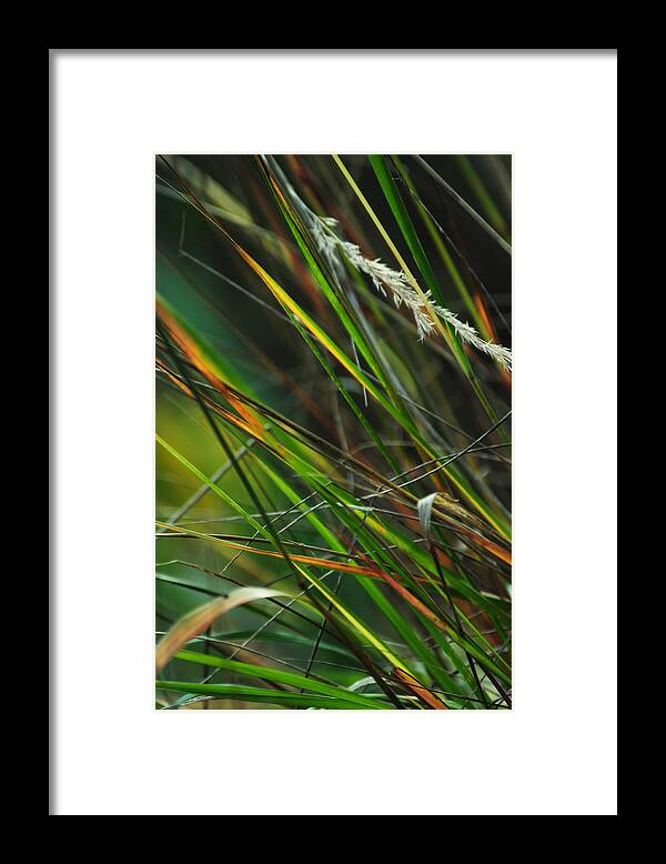 Autumn Framed Print featuring the photograph Calamagrostis Lines by Rebecca Sherman