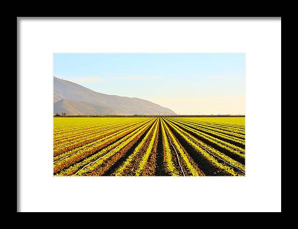 California Framed Print featuring the photograph Cali Grows by Jody Lane