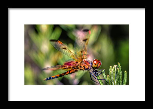 Wildlife Framed Print featuring the photograph Calico Pennant by Traveler's Pics
