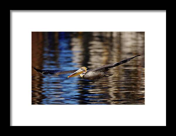 Orias. Bird Framed Print featuring the photograph California Brown Pelican C6J2145 by David Orias