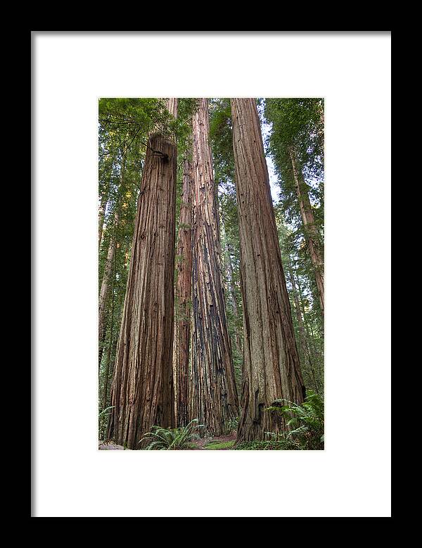 Loree Johnson Framed Print featuring the photograph California Coastal Redwood Forest by Loree Johnson