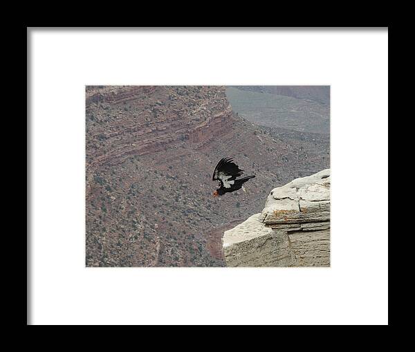 Condor Framed Print featuring the photograph California Condor Taking Flight by Jayne Wilson
