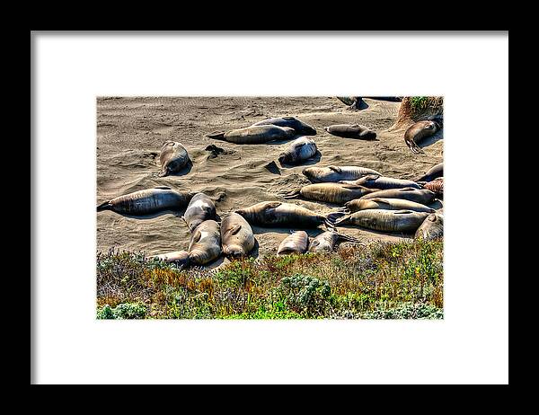 Seals Framed Print featuring the photograph California Dreaming by Jim Carrell