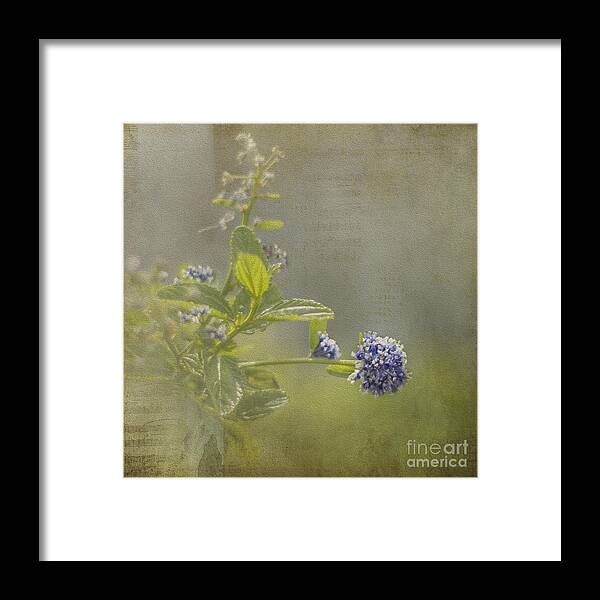 Clare Stokes Framed Print featuring the photograph California Lilac by Clare Bambers