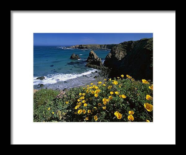 Feb0514 Framed Print featuring the photograph California Poppies Jughandle State by Tim Fitzharris