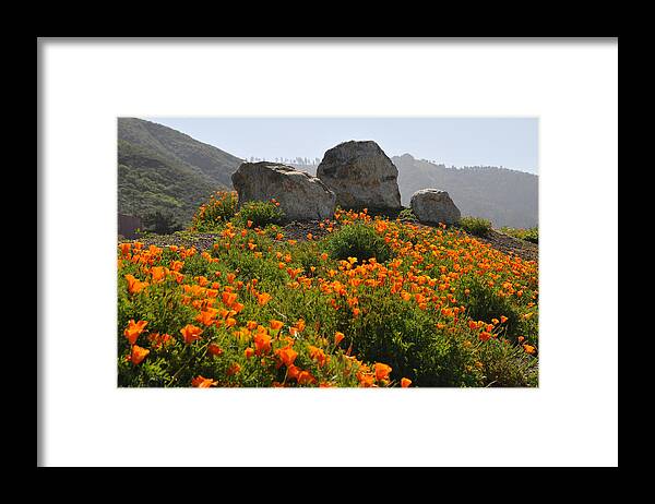 Poppy Framed Print featuring the photograph California Poppies by Lynn Bauer