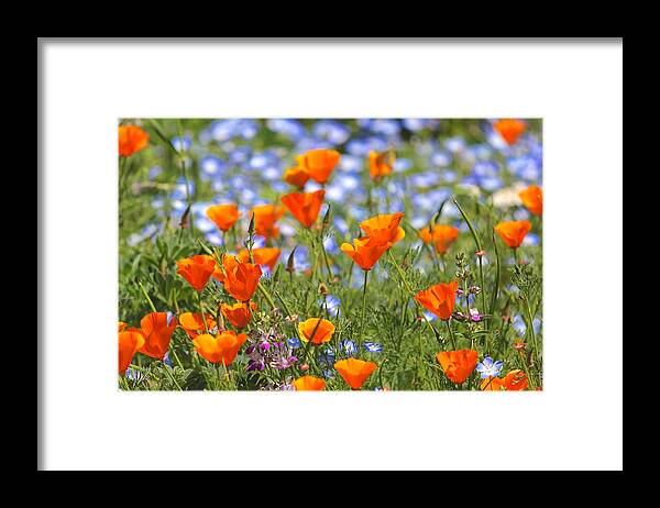 California Poppy Framed Print featuring the photograph California Poppy field by Liz Vernand