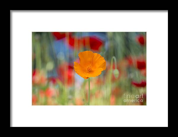 Eschscholzia Californica Framed Print featuring the photograph California Poppy by Tim Gainey