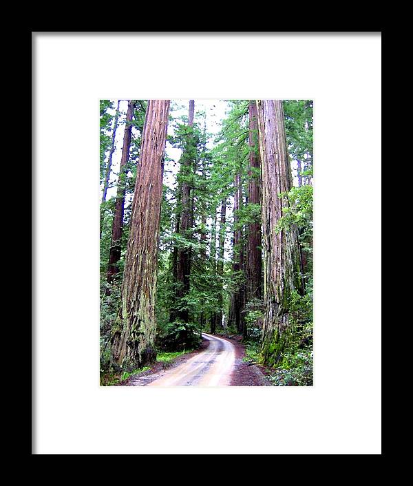 California Redwoods 1 Framed Print featuring the digital art California Redwoods 1 by Will Borden