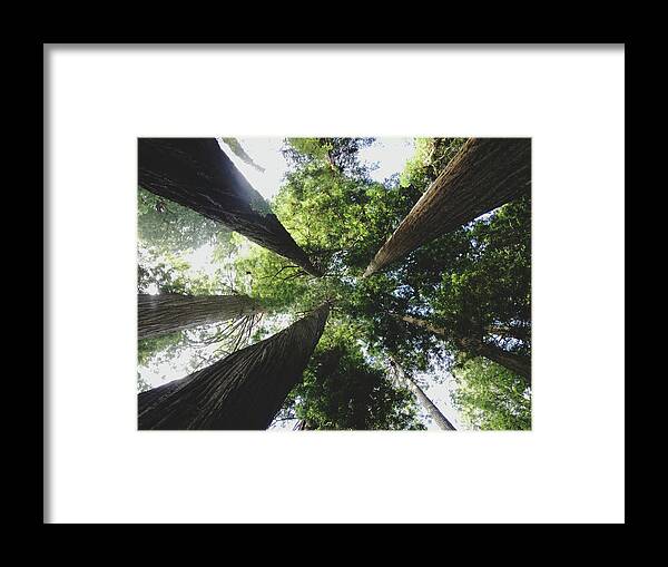 Tranquility Framed Print featuring the photograph California Redwoods by Kevin Russ