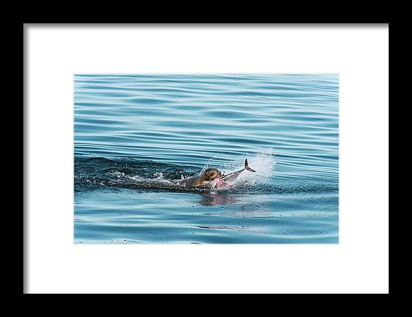 California Sea Lion Framed Print featuring the photograph California Sea Lion Feeding by Christopher Swann/science Photo Library