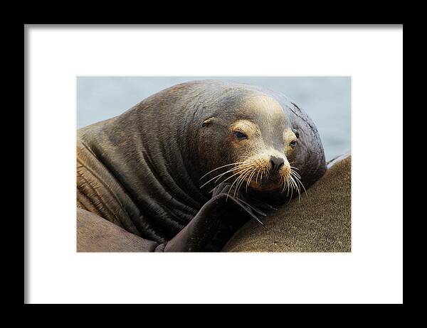 California Framed Print featuring the photograph California Sea Lion Resting by Ken Archer