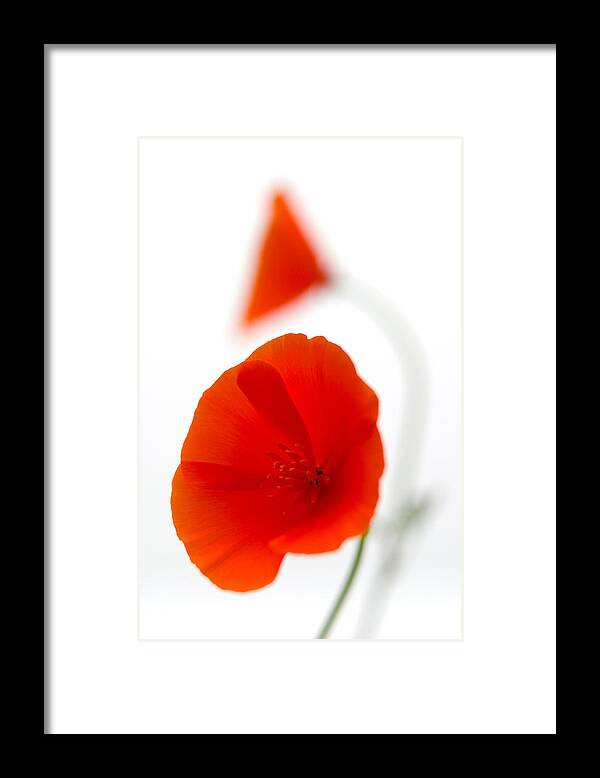 Flower Framed Print featuring the photograph Californian Poppies 2 by Peter OReilly