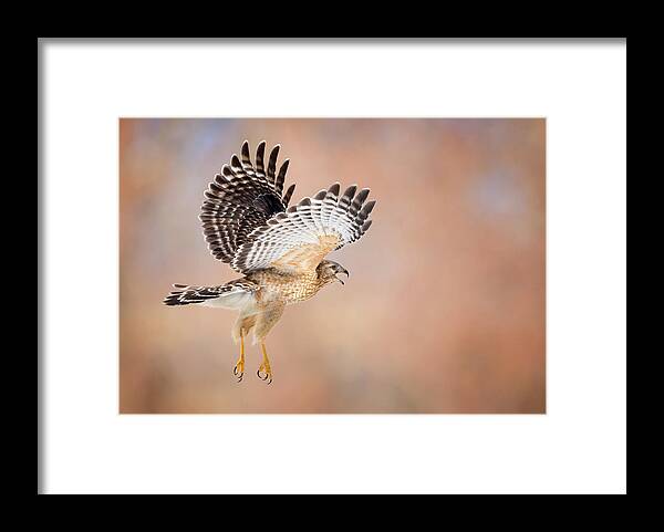 Red Shouldered Hawk Framed Print featuring the photograph Call Of The Wild by Bill Wakeley