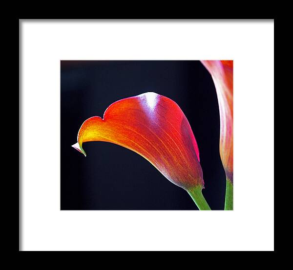 Lily Framed Print featuring the photograph Calla Colors and Curves by Rona Black