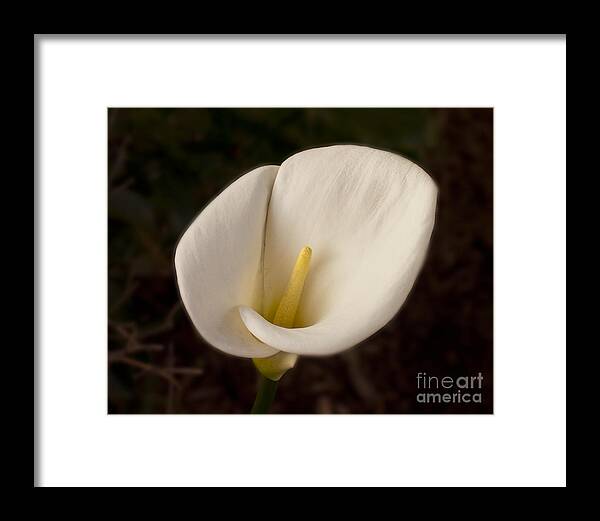 Lilly Framed Print featuring the photograph Calla Lilly 1 by David Doucot